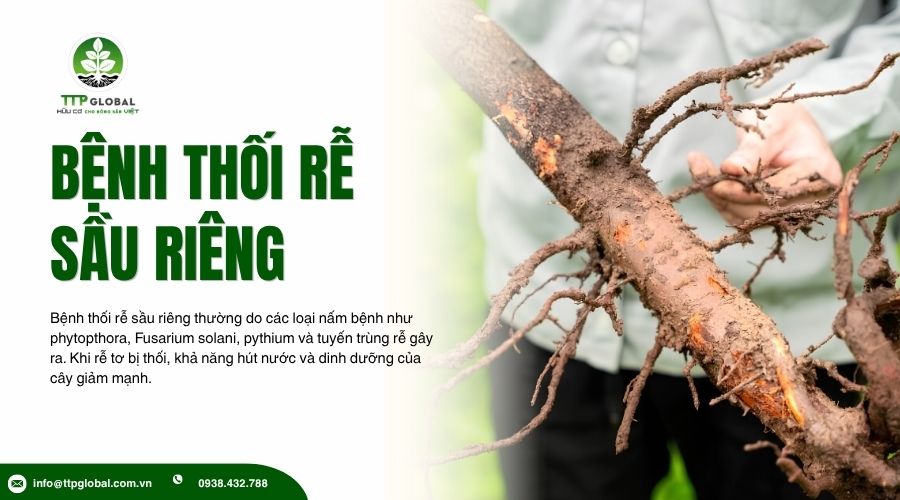 Kỹ thuật giải độc Paclobutrazol cho sầu riêng sau vụ làm bông nghịch